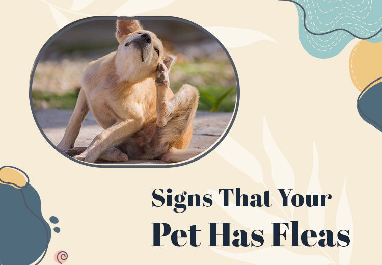 Signs That Your Pet Has Fleas